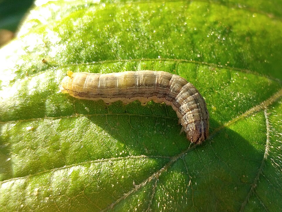 Fall Army Worm
